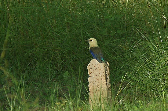 Blue-bellied Roller.jpg